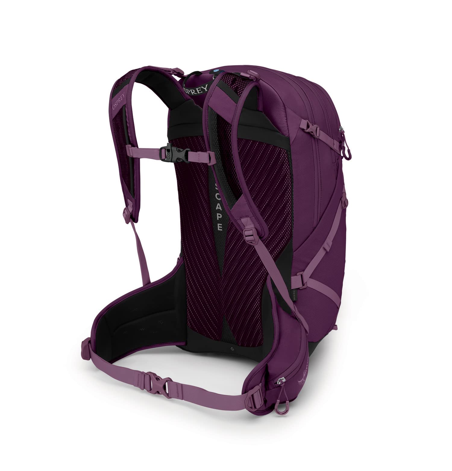 Aubergine Purple