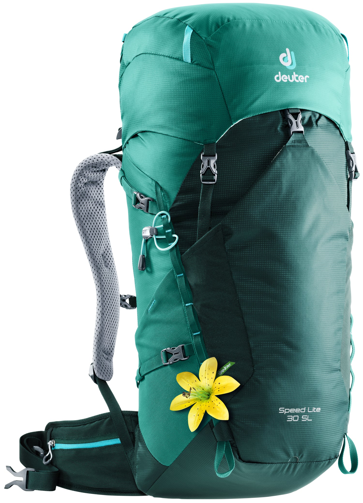 Forest/Alpinegreen